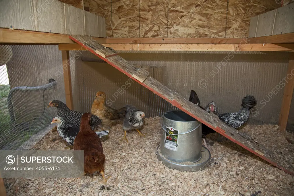 Chickens were brought in to rid garden of snails, but they also supply fresh eggs and compost. The We Can Foundation Community Learning Center in South Central Los Angeles utilized permaculture to design their learning garden for the students that visit the Center.