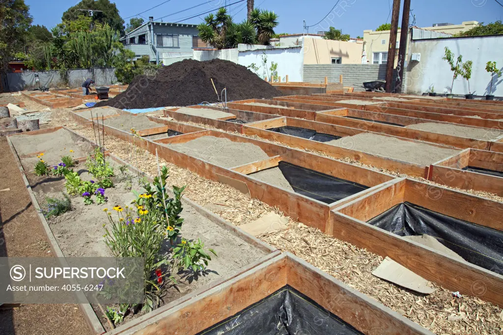 The Venice Community Garden's first planting included Rosemary, Basil, Bell Peppers, Artichokes, and Cherry Tomatoes, 8/11/10. The Venice Garden broke ground in April, 2010. Soil tests revealed high levels of arsenic and lead because of previous uses which included a railroad line going through the lot. Steps were taken which included adding protective layers and adding new soil. Planting began in August and the first harvest was in October, 2010. Venice, California, USA