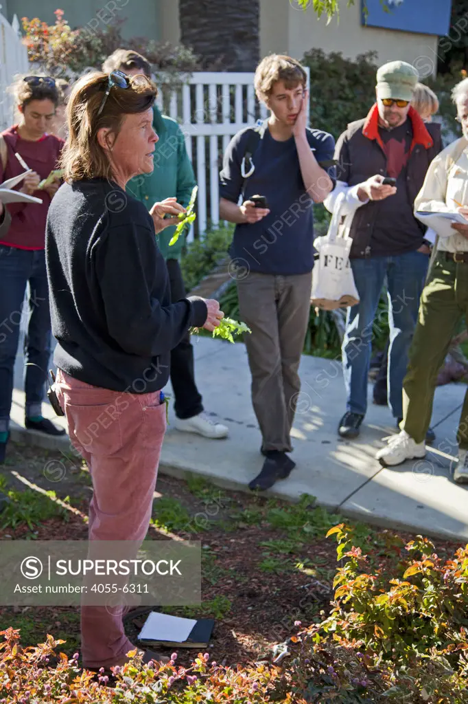 Nance Klehm. Foraging for wild edibles in Los Angeles neighborhood Echo Park. Nance Klehm leads her Urbanforage guided walk showing and educating attendees about various greens, herbs and other edibles readily found along streets, lots and front yards. Los Angeles, California, USA
