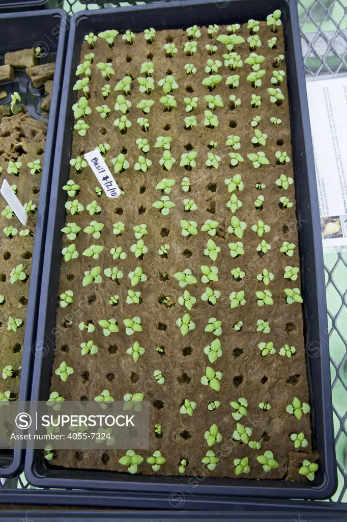 Hydroponinc seedlings. The Science Barge is a completely sustainable Urban Farm used for educating schoolchildren in the greater New York area as well as the general public.