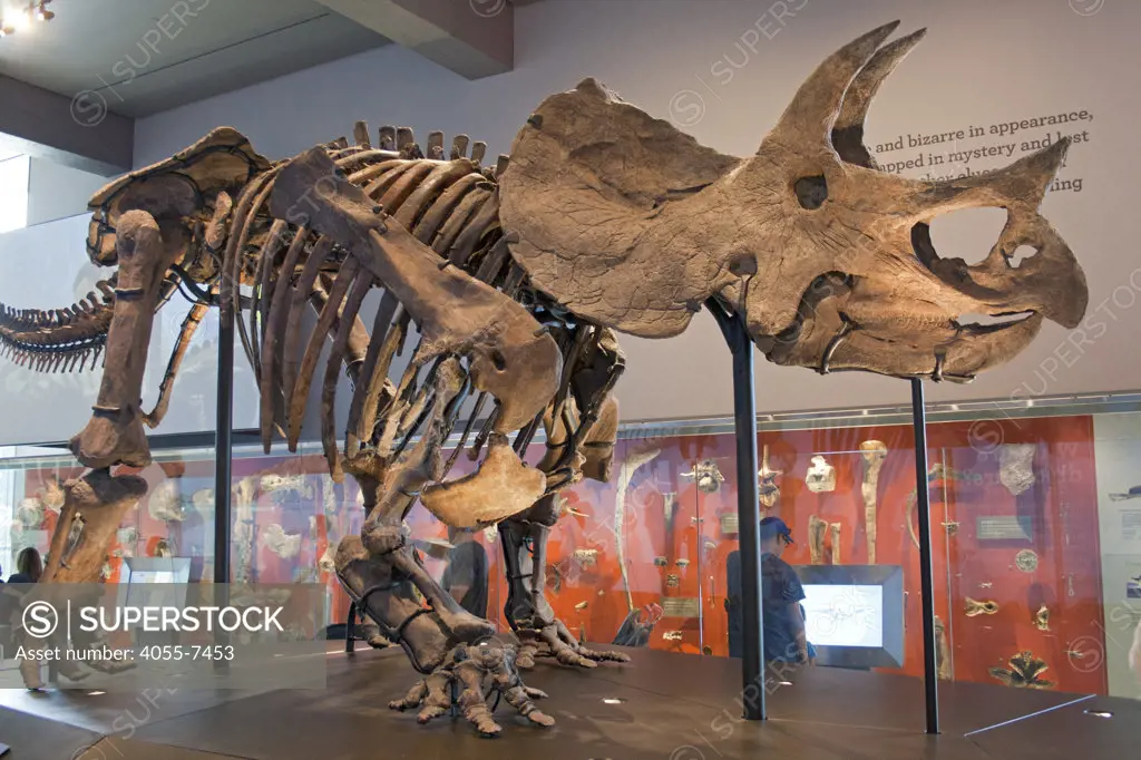 Triceratops, Dinosaur Hall, Natural History Museum, Los Angeles, California, USA