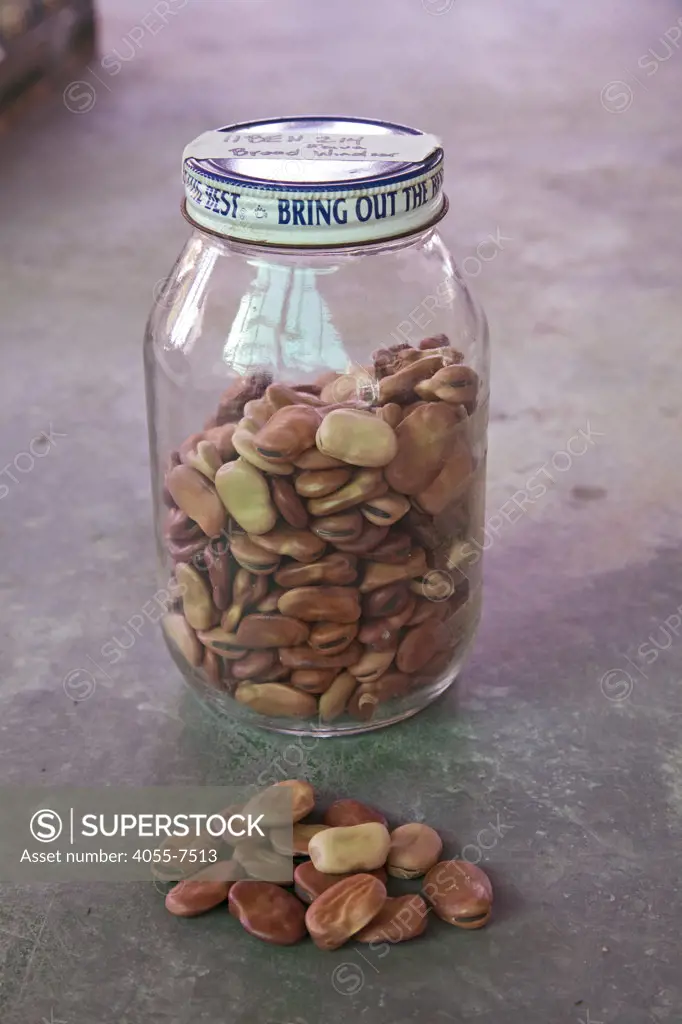 Fava Beans seeds, Broad Windsor, from the Seed Library of Los Angeles. The Seed Library of Los Angeles (SLOLA) is located at the Learning Garden at Venice High School.