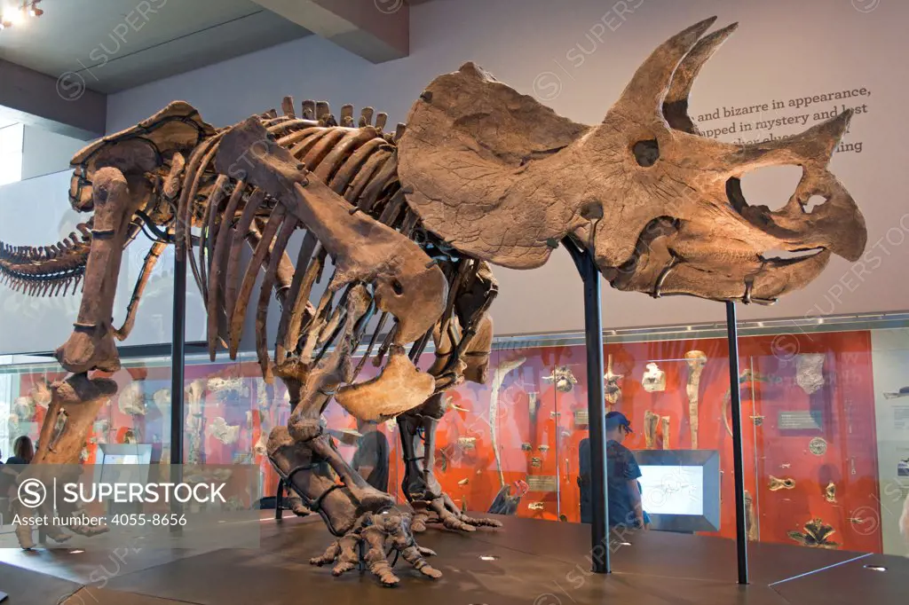 Triceratops, Dinosaur Hall, Natural History Museum, Los Angeles, California, USA