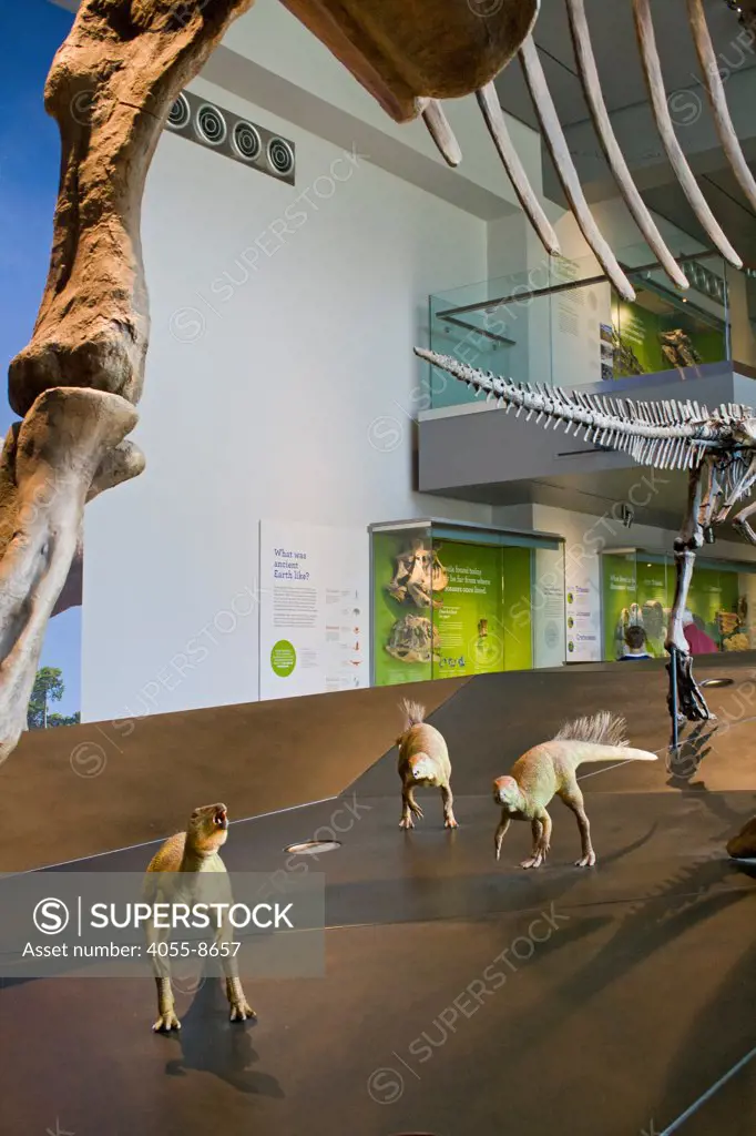 Dinosaur Hall, Natural History Museum, Los Angeles, California, USA