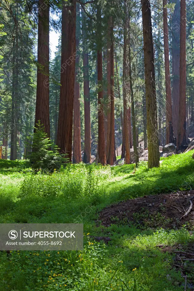 Sequoia National Park, California, USA