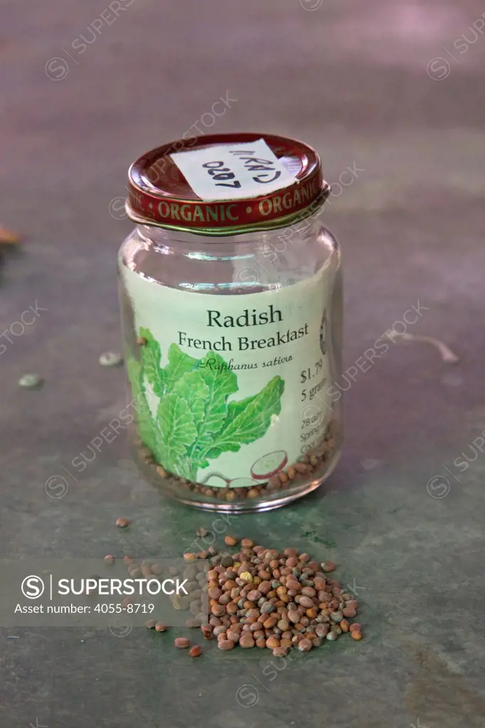 French Breakfast Radish seeds (Raphanus sativus) from the Seed Library of Los Angeles. The Seed Library of Los Angeles (SLOLA) is located at the Learning Garden at Venice High School.