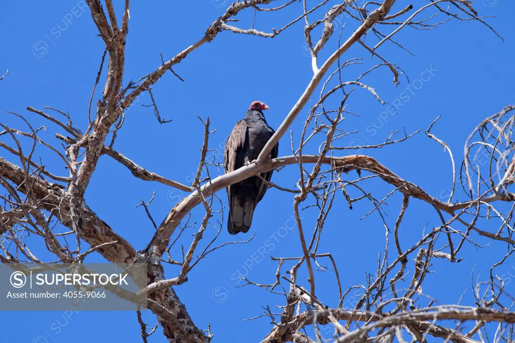 Turkey Vulture, Sepulveda Basin Wildlife Reserve, San Fernando Valley, Los Angeles, California, USA