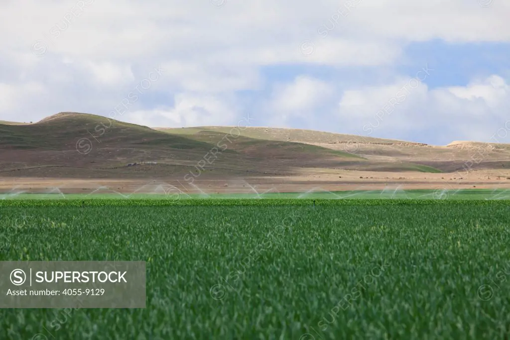 Irrigation of crops in San Joaquin Valley. Fresno County, California, USA