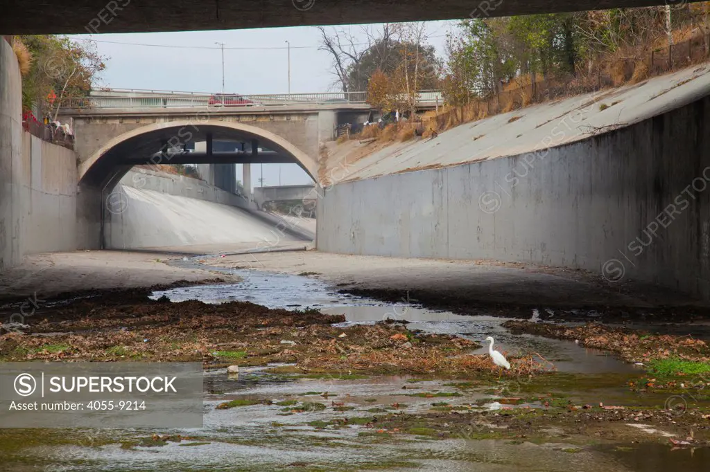 Snowy Egret (Egretta thula) walking along river bed at the Arroyo Seco at the Confluence of the Los Angeles River