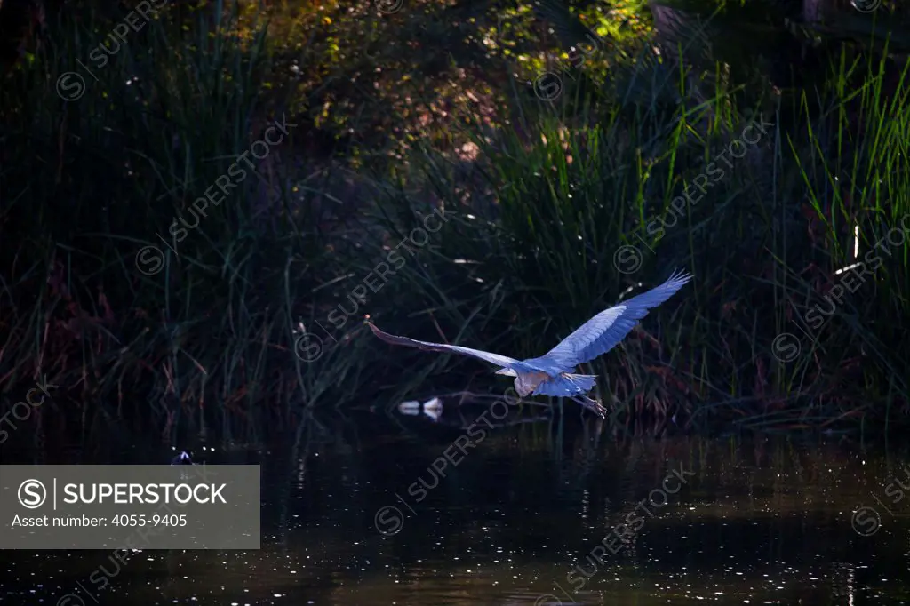 Great Blue Heron (Ardea herodias), Glendale Narrow, Los Angeles River, California, USA