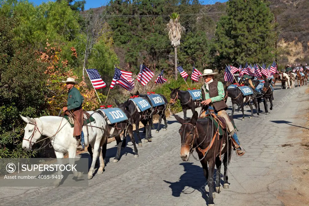 On November 11, 2013, Lauren Bon leading a Veterans Day mule train parade in Glendale, California that is the last leg of a commemorative artist action called ""One Hundred Mules Walking the Los Angeles Aqueduct"", which was a month long, 240 mile journey from Owens Valley to Los Angeles that commemorates the 100 year anniversary of the opening of the Los Angeles Aqueduct.
