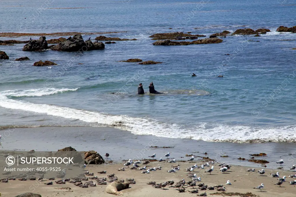 Elephant Seals, Piedras Blancas, San Simeon, San Luis Obispo County, California, USA