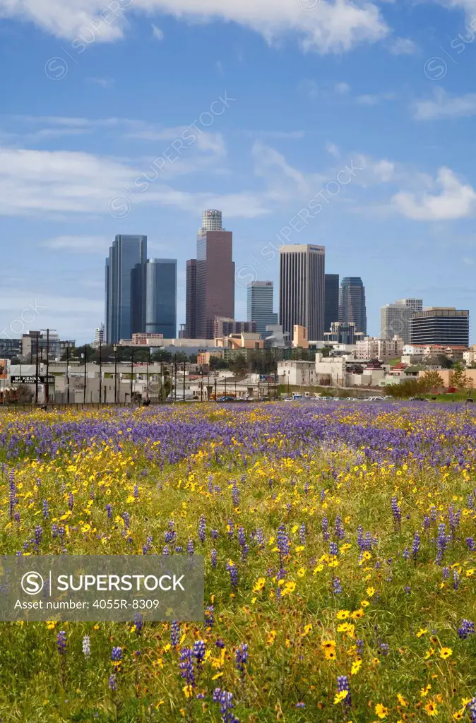 Los Angeles skyline from Los Angeles State Historic Park. Field of Lupine and Desert Sunflowers in foreground. California, USA