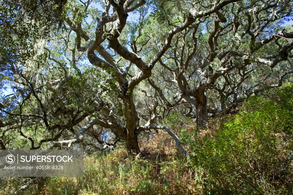 Oak Trees, Montaña de Oro State Park, San Luis Obispo County, California, USA
