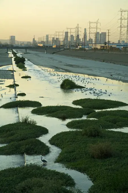 Los Angeles River with waterfowl, south of downtown Los Angeles. Bell, Los Angeles, California, USA