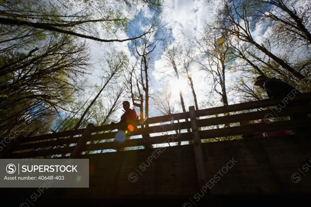 Portland, Oregon, USA, Man on bridge in forest