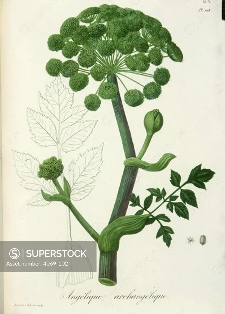 Angelica archangelica, illustration for Phytographie Medicale, 1821, botanical book on medicine, by Joseph ROQUES