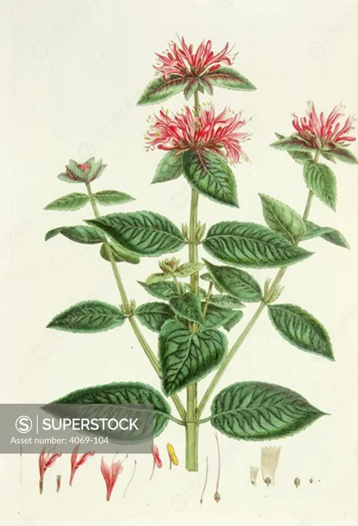 Monarda Didyma, Bergamot or scarlet bee balm, aromatic herb native to North America