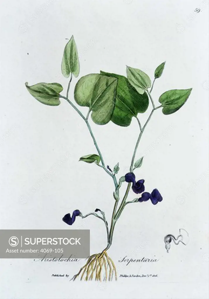 Aristolochia serpentaria or Virginia Snakewort, from Birthwort family, from Medical Botany, 1832, by William Woodville. Native to eastcoast America