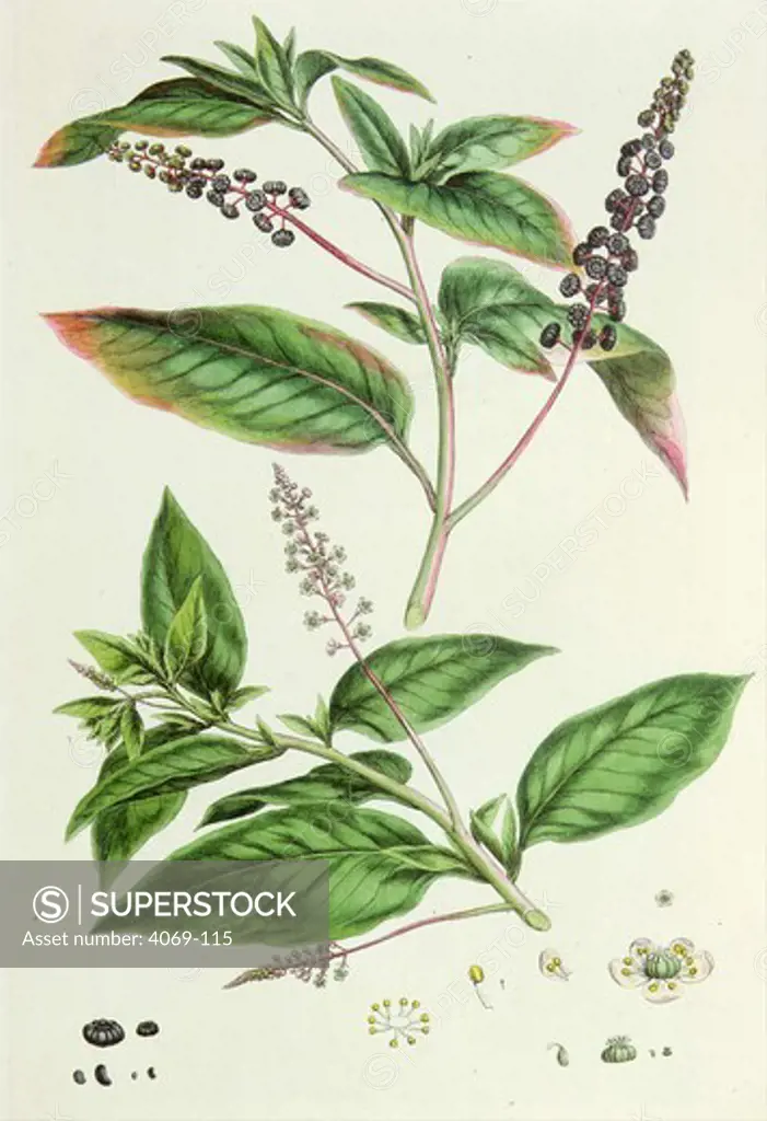 Phytolacca americana or Pokeweed, pigeonberry or inkberry, engraving by John Miller, 1759-1828
