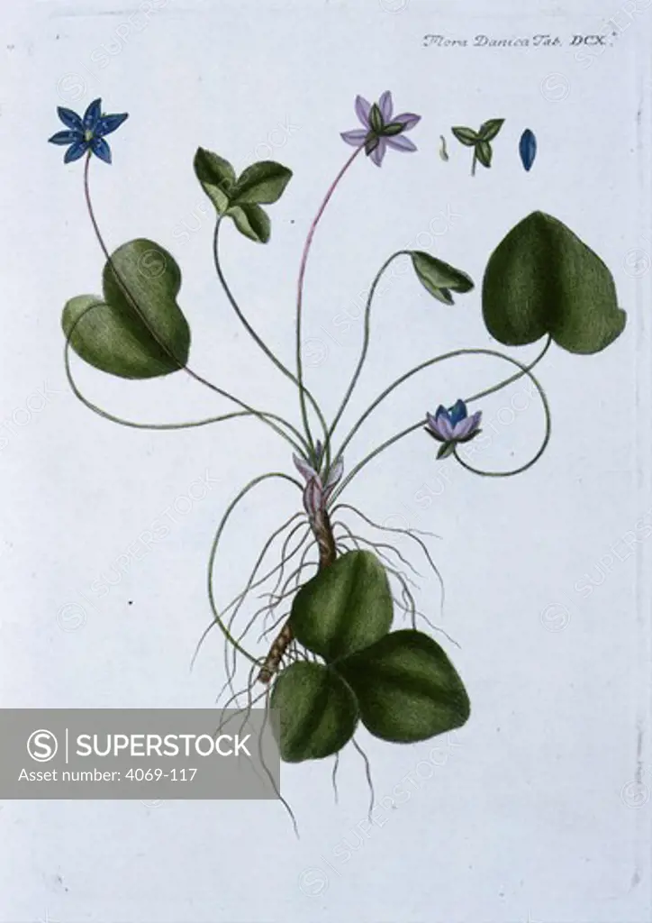 Skutellaria or Skullcap, from Flora Danica, account of wild plants of Denmark, first proposed in 1753, final volume published in 1883, by Georg Christian Oeder, German botanist