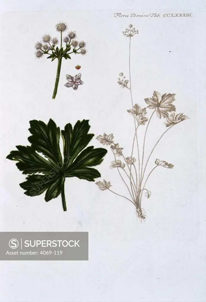 Sanicula europea or wood sanicle, from Flora Danica, account of wild plants of Denmark, first proposed in 1753, final volume published in 1883, by Georg Christian Oeder, German botanist