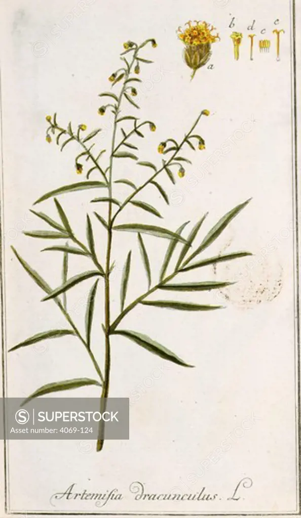 Artemisia Dracunculus or Tarragon, from Materia Medica e Regno Vegetabili, 1778, by Peter Jonas Bergius, 1730-90