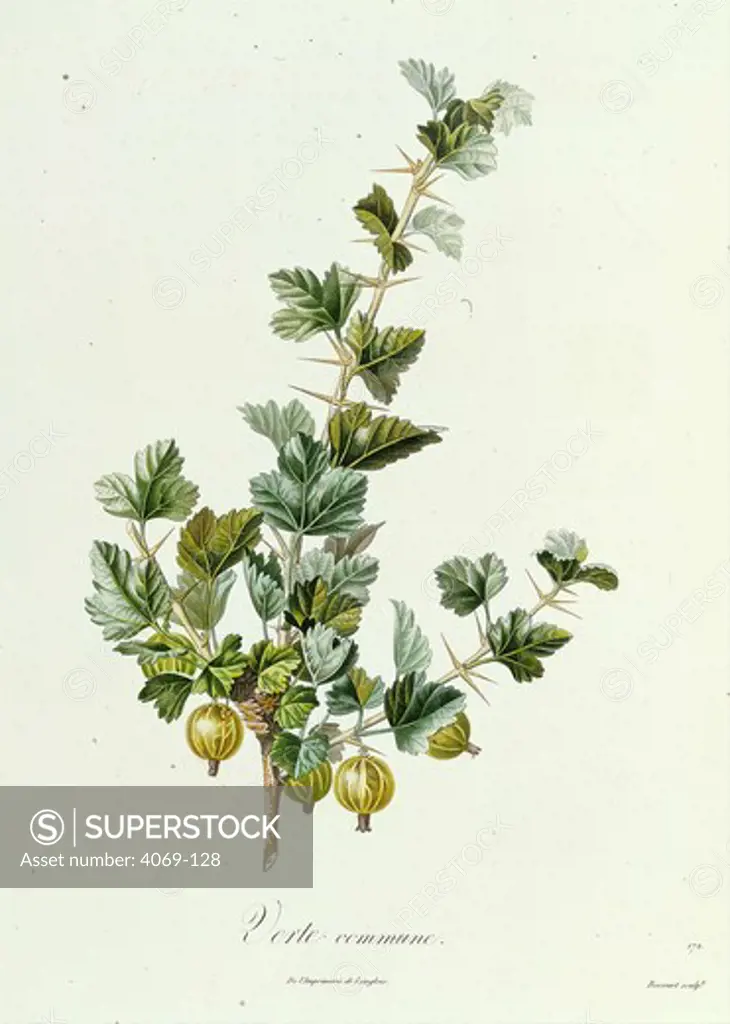 Ribes uva crispa or Gooseberry, from Pomologie Francaise, 1846