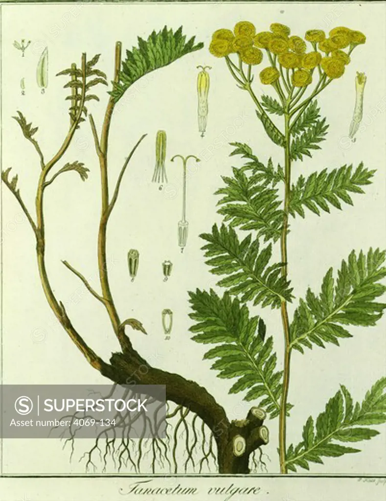Tanacetum vulgare or Tansy, by Haynes, 1805