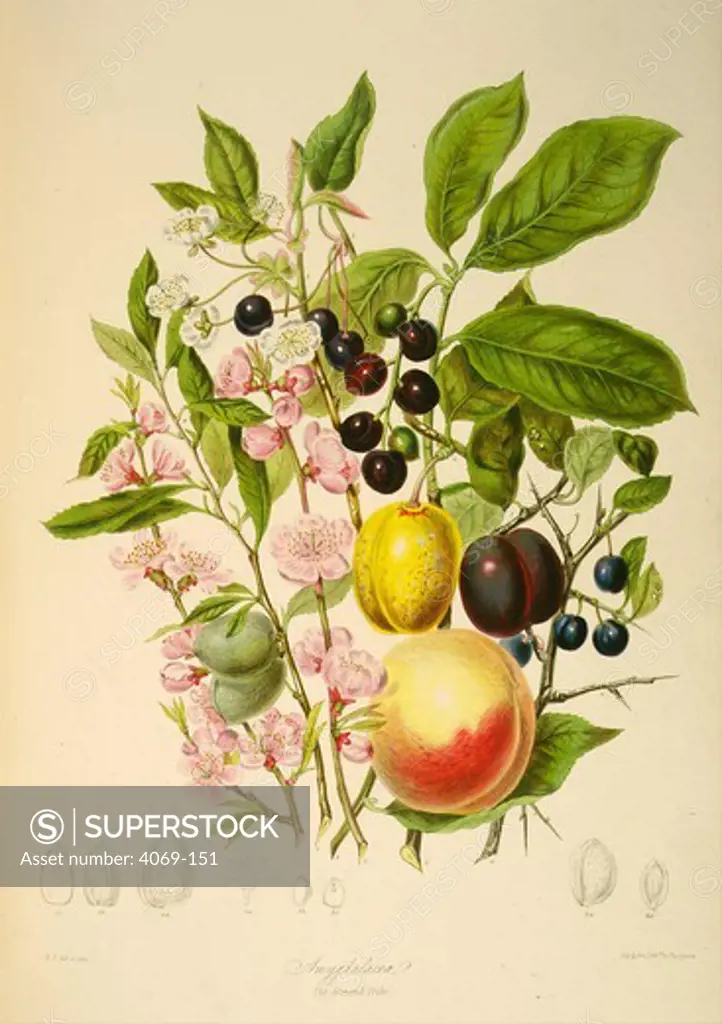 Amygdalaea or Almond tribe Cerasus Prunus, from The Natural Order of Plants, by Elizabeth Twining, 1855