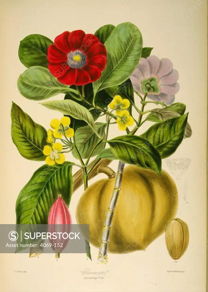 Clusiacea or Gamboge tribe Clusia Garcinea, from The Natural Order of Plants, by Elizabeth Twining, 1855