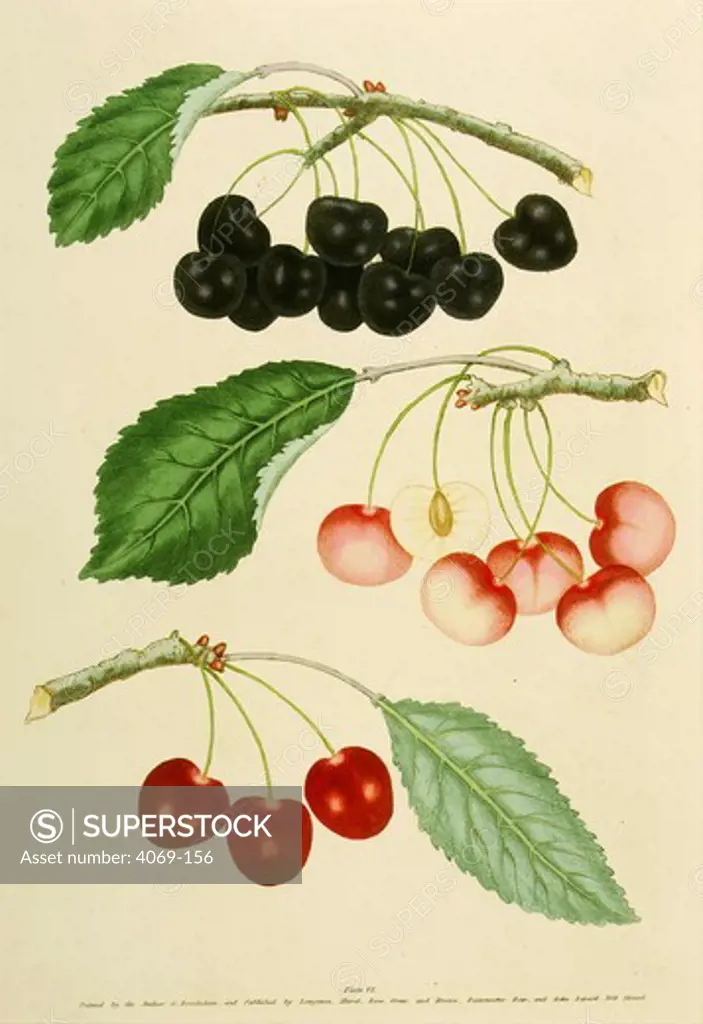 Types of Cherries, George II Graffien or Biggaron and Harrisons Heart, from Pomona Britannica, 1817 Quarto edition, by George Brookshaw, 1751-1823. Account of 256 types of fruit then cultivated in Britain