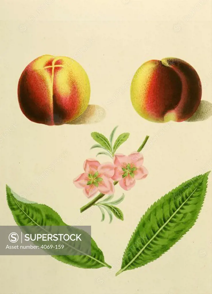 2 Types of Nectarines, Murry and Newington, from Pomona Britannica, 1817 Quarto edition, by George Brookshaw, 1751-1823. Account of 256 types of fruit then cultivated in Britain