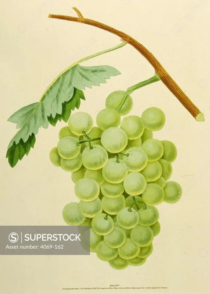 White sweet water grapes, from Pomona Britannica, 1817 Quarto edition, by George Brookshaw, 1751-1823. Account of 256 types of fruit then cultivated in Britain