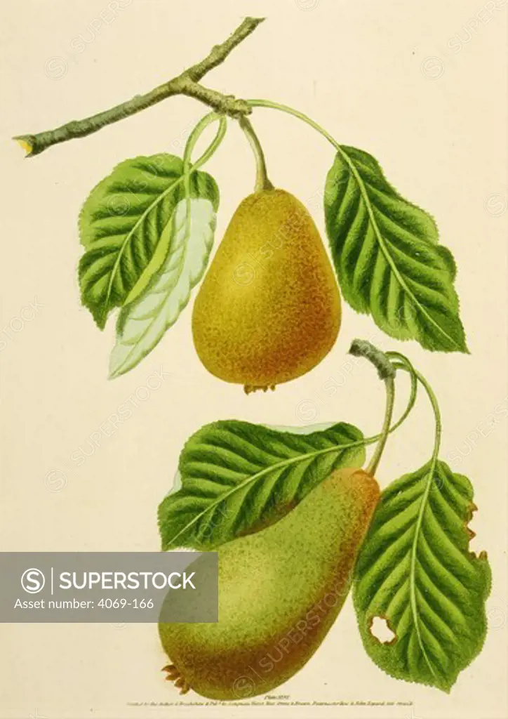 Pears Citron de Calmes and Jargonelle, from Pomona Britannica, 1817 Quarto edition, by George Brookshaw, 1751-1823. Account of 256 types of fruit then cultivated in Britain