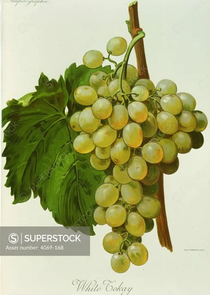 White Tokay white grape variety from Ampelographie Traite general de Viticulture 1903 with painting by A Kreyder and E.J. Troncy