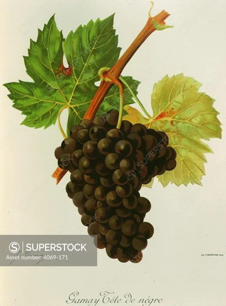 Gamay Tete de negre black grape variety from Ampelographie Traite general de Viticulture 1903 with painting by A Kreyder and E.J. Troncy