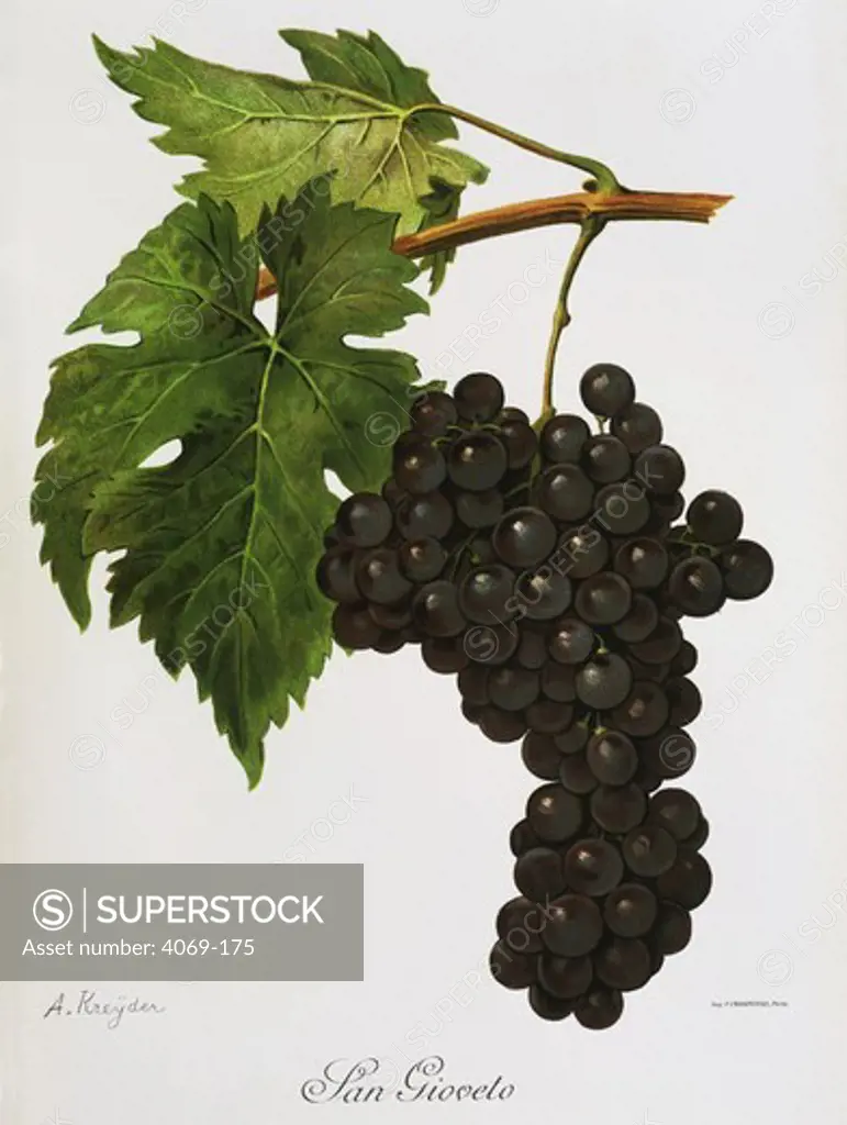 Sangiovese called San Gioveto black grape variety from Ampelographie Traite general de Viticulture 1903 with painting by A Kreyder and E.J. Troncy