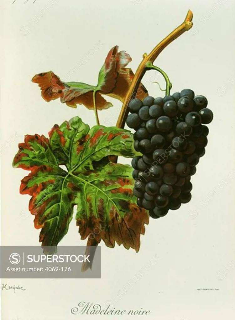 Madeleine noire black grape variety from Ampelographie Traite general de Viticulture 1903 with painting by A Kreyder and E.J. Troncy