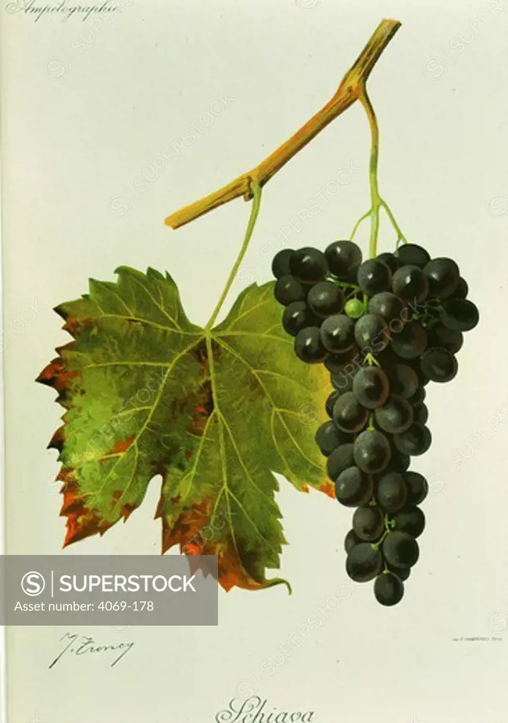 Schiava black grape variety from Ampelographie Traite general de Viticulture 1903 with painting by A Kreyder and E.J. Troncy