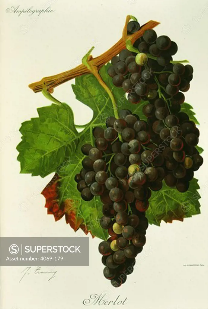 Merlot black grape variety from Ampelographie Traite general de Viticulture 1903 with painting by A Kreyder and E.J. Troncy