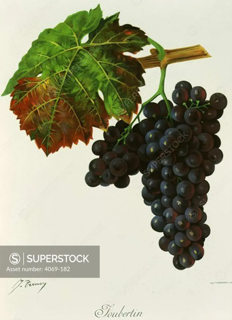 Joubertin black grape variety from Ampelographie Traite general de Viticulture 1903 with painting by A Kreyder and E.J. Troncy