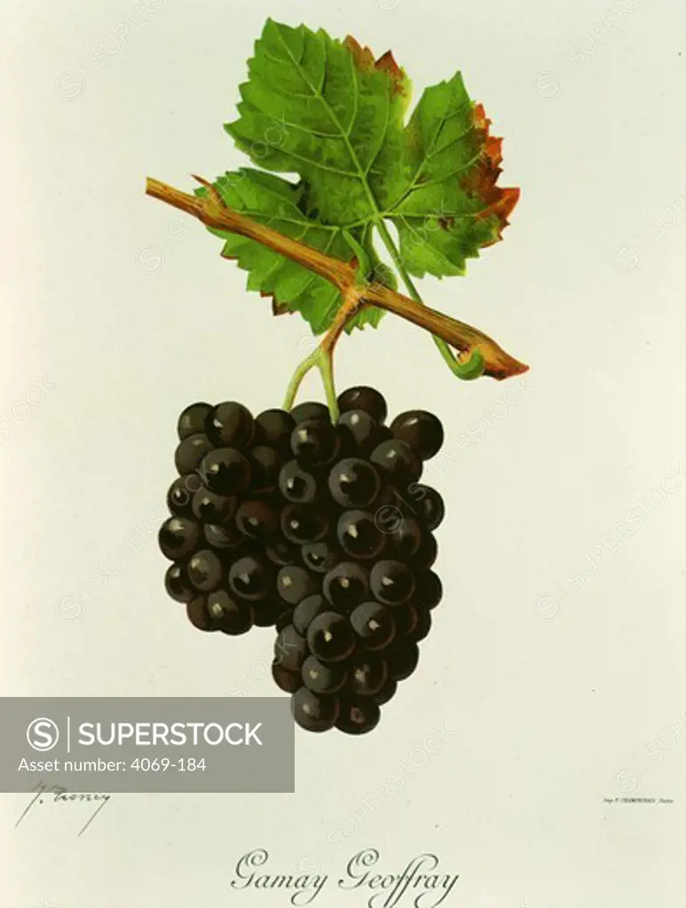 Gamay Geoffray black grape variety from Ampelographie Traite general de Viticulture 1903 with painting by A Kreyder and E.J. Troncy