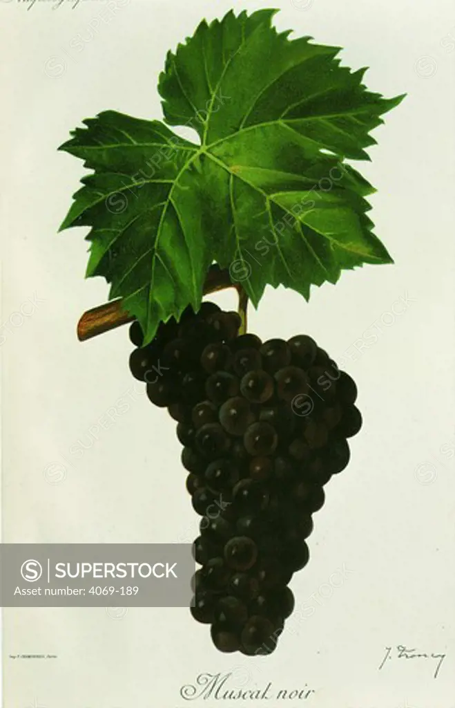 Muscat noir black grape variety from Ampelographie Traite general de Viticulture 1903 with painting by A Kreyder and E.J. Troncy