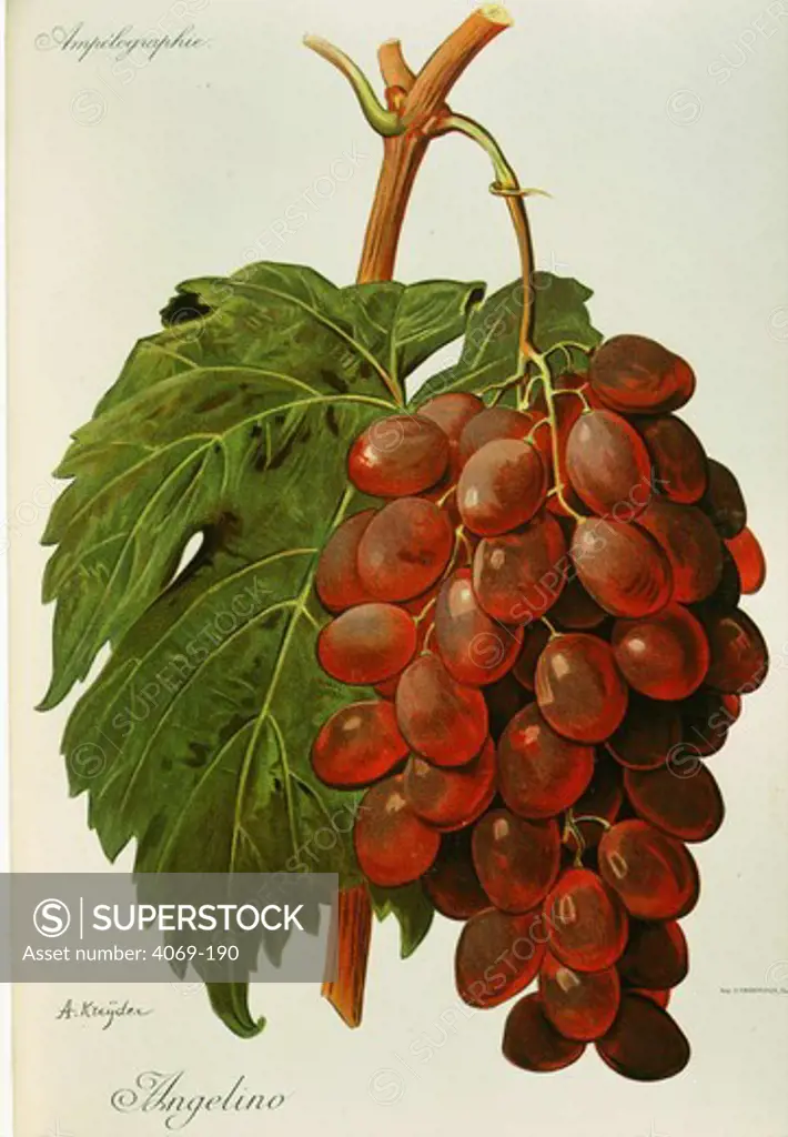 Angelino white grape variety from Ampelographie Traite general de Viticulture 1903 with painting by A Kreyder and E.J. Troncy