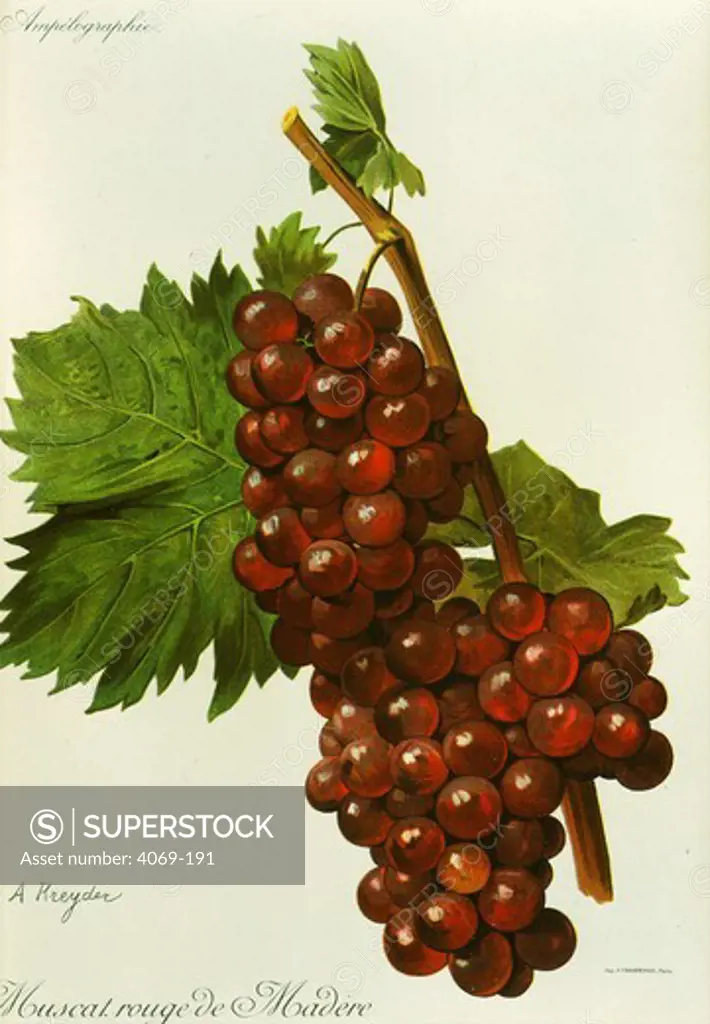 Muscat rouge de Madere white grape variety from Ampelographie Traite general de Viticulture 1903 with painting by A Kreyder and E.J. Troncy