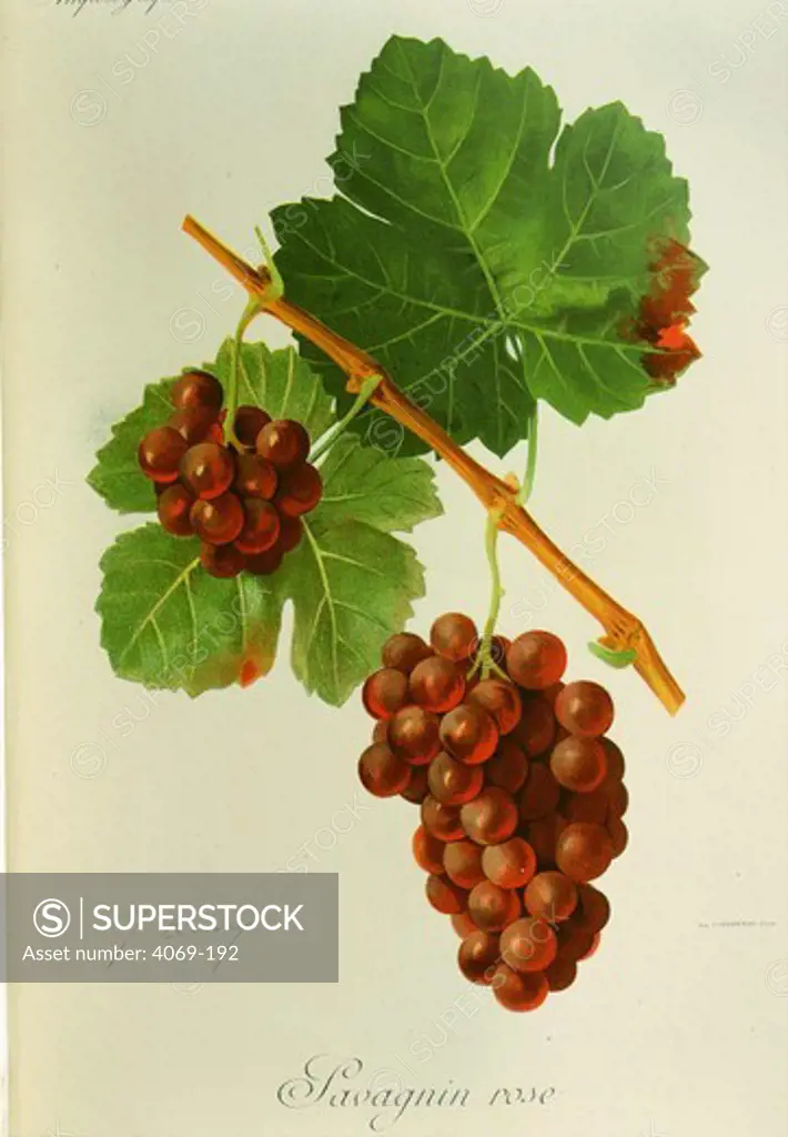 Savagnin Rose white grape variety from Ampelographie Traite general de Viticulture 1903 with painting by A Kreyder and E.J. Troncy