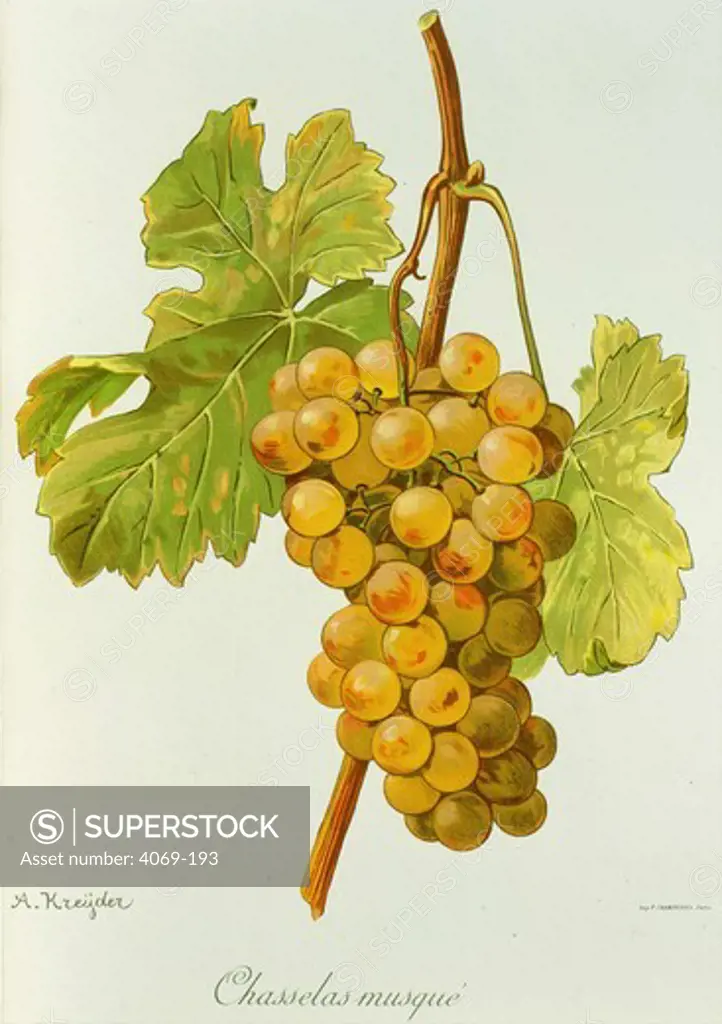 Chasselas Musque white grape variety from Ampelographie Traite general de Viticulture 1903 with painting by A Kreyder and E.J. Troncy