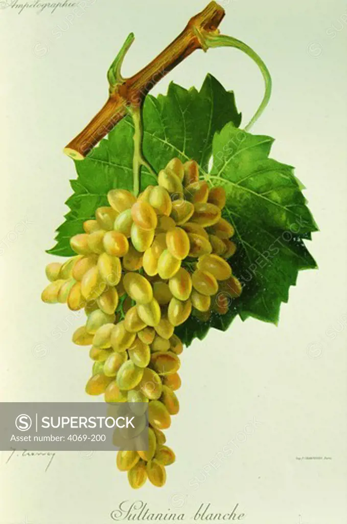 Sultanina or sultana white grape variety from Ampelographie Traite general de Viticulture 1903 with painting by A Kreyder and E.J. Troncy