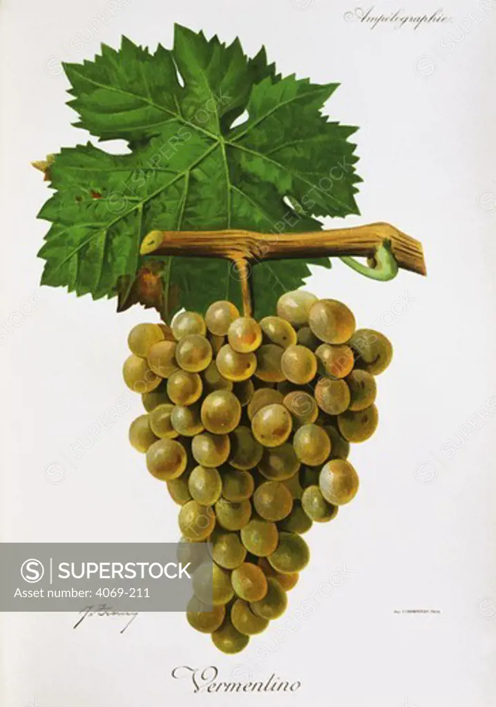 Vermentino white grape variety from Ampelographie Traite general de Viticulture 1903 with painting by A Kreyder and E.J. Troncy